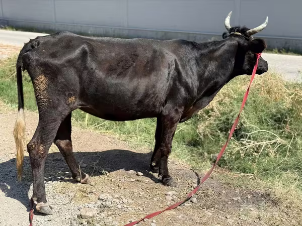 गाय, मवेशी