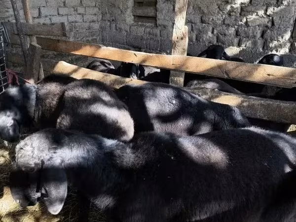 Ovce (šarže, pohlaví neuvedeno), Ovce
