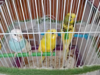 Məhsul: Dalmatian və Avstraliya cinsli dalğalı papuqaylar (budgerigar) — 照片 3