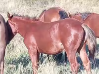 Klisna, Kazakh horse — foto 4