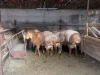Carnero, Arashan sheep — foto 1