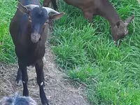 عنزة, Irish goat — الصورة 3