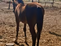 Kobyła, Haflinger — zdjęcie 5