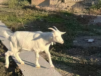 Koza, Saanen goat — foto 6