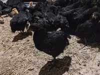Chickens — foto 2
