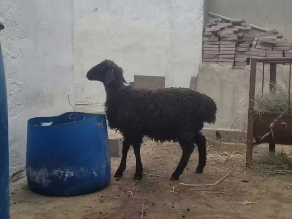 मेढ़ा, भेड़