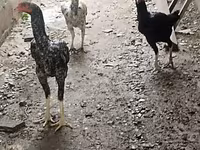 Chickens — फ़ोटो 3