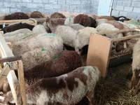 Owca, Beulah Speckled face sheep — zdjęcie 1