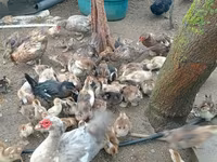 Ducks — الصورة 4
