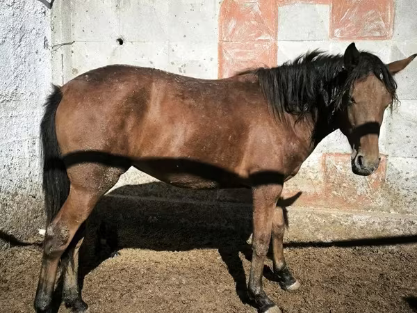 Yegua, Caballos
