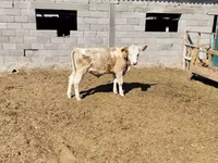 Buğa, Simmental cattle — foto 2