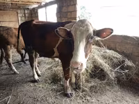 İnək, Simmental cattle — foto 2
