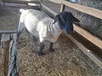 Baran, White Suffolk sheep — zdjęcie 2