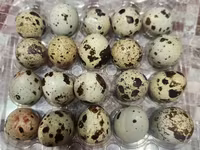 Quails — Foto 3