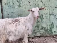 Goat, Goats — photo 1