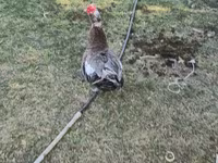 Domestic Muscovy — photo 2
