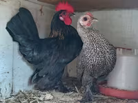 Chickens — photo 4