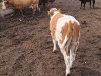 Cow, Cattle — photo 5