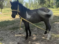 Yegua, Australian Pony — foto 1