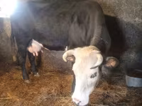İnək, Simmental cattle — foto 3