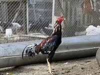 Australorp — Foto 3