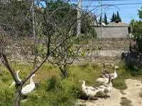 Geese — photo 2