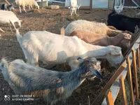 Keçilər (partiya, cinsi göstərilməyib), Keçilər — foto 2