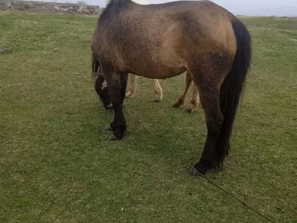Madyan, Atlar