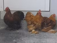 Pekin Bantam — foto 6