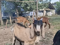 Goat, Nubian Goat — photo 4