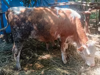 İnək, Simmental cattle — foto 3