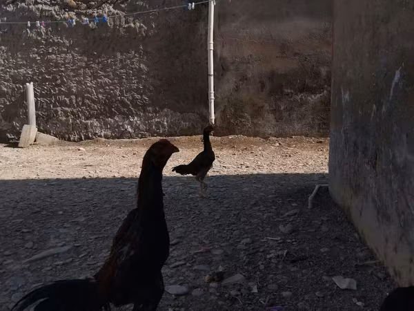 Chickens — Azerbaijan