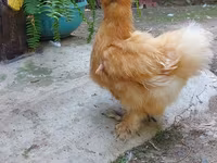 Chickens — फ़ोटो 7