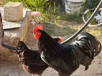 Australorp — foto 3