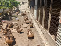 Ducks — foto 6