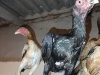 Chickens — foto 1