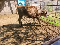 Buğa, Mal-qara — foto 4