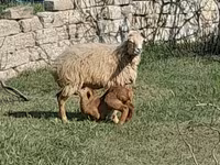 公羊, Sheep — 照片 4