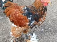 Brahma — Foto 1