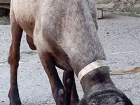 Widder, Ordabasy sheep — Foto 3