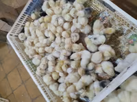 Chickens — photo 2