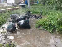 Ducks — الصورة 7