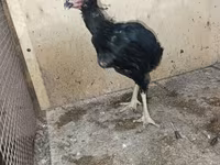 Chickens — foto 6