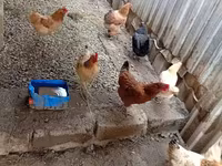 Chickens — Foto 1