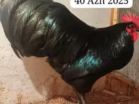 أوسترالورب — الصورة 1