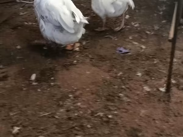 Geese