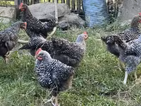 Slovenian Barred Hen — photo 2