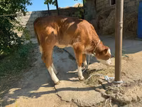 Vaca, Ganado vacuno — foto 4