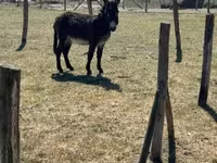 Cavalo, Kerry Bog Pony — foto 1