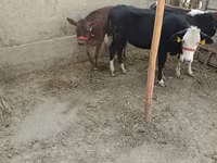 ВРХ (партія, стать не вказано), Казахська білоголова корова — фото 3